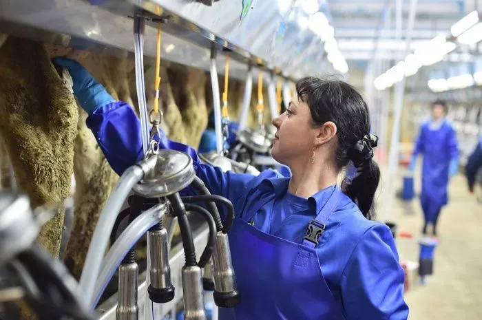 На Кубани планируют получить 1,6 млн тонн молока в 2023 году