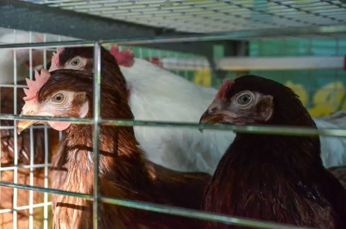 Ставропольские производители экспортировали мяса птицы с начала года на 135,6 млн долларов