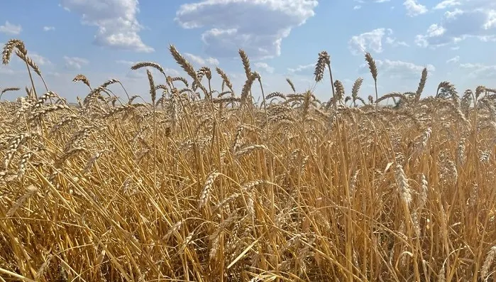 В Ставропольском крае уборку зерновых выполнили на 46%