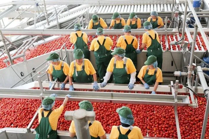 В Астраханской области стартовал промышленный сбор томатов