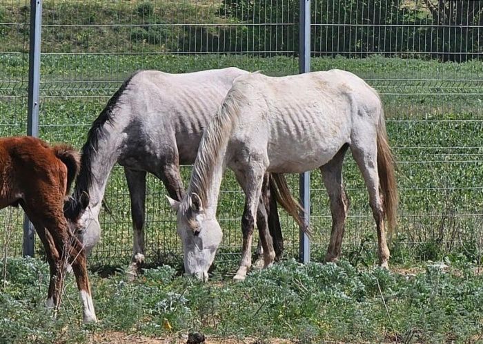 После гибели лошадей на конном заводе в Ставрополье возбуждено уголовное дело